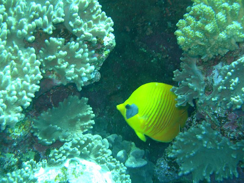 MANGROVE 07  2008 249.jpg